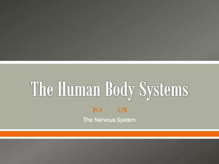 the human body systems