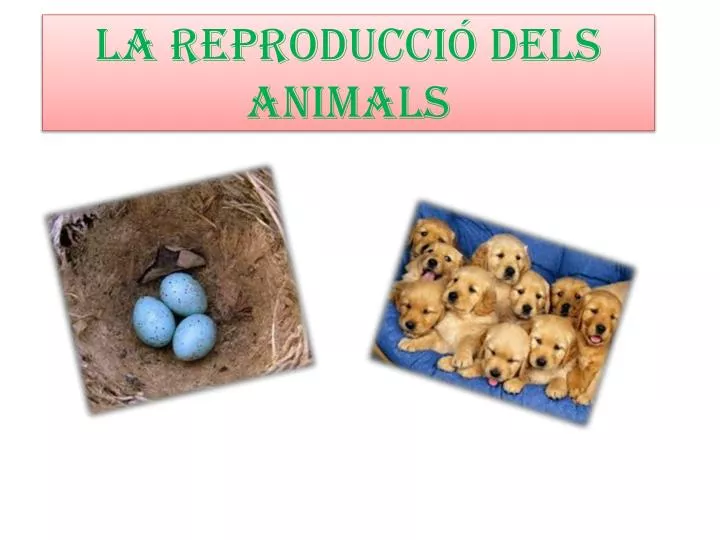 la reproducci dels animals