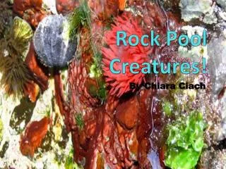 Rock Pool Creatures!
