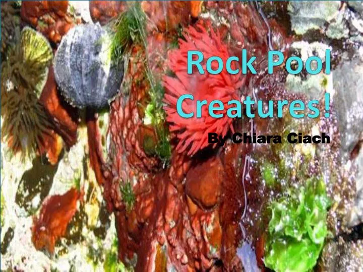 rock pool creatures