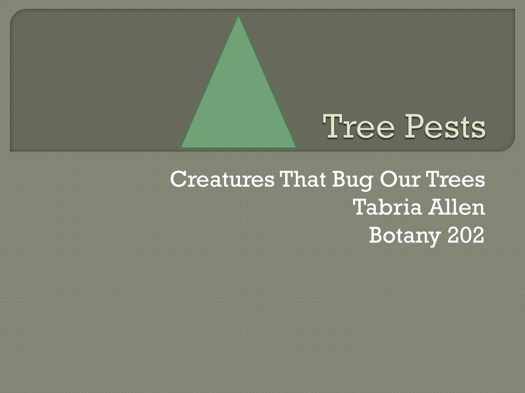 PPT - Tree Pests PowerPoint Presentation, free download - ID:1911441