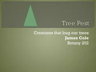 Tree Pest