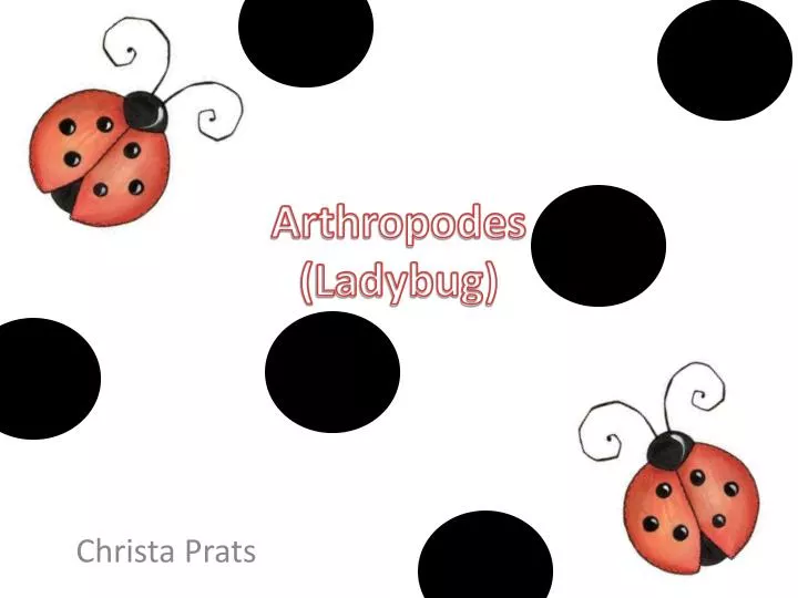 arthropodes ladybug