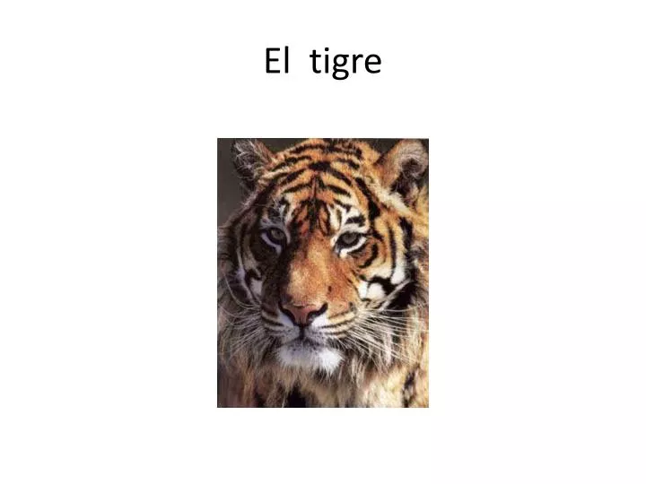 el tigre