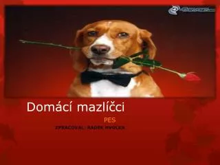 dom c mazl ci