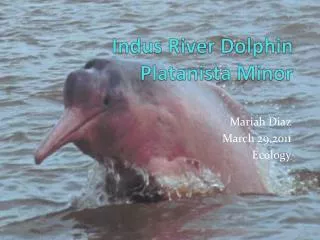 Indus River Dolphin Platanista Minor