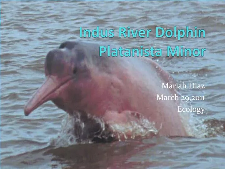 indus river dolphin habitat