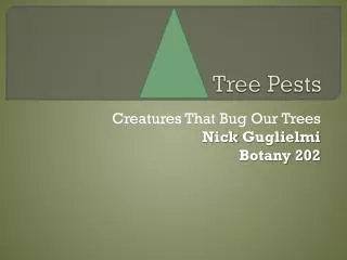 Tree Pests