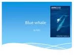 Blue whale - slide 1