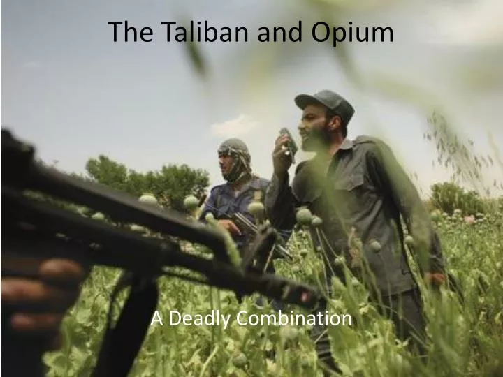 the taliban and opium