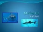 Marine life - slide 1