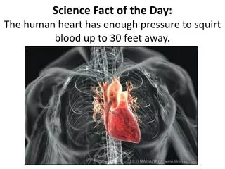 Science Fact of the Day: The human heart has enough pressure to squirt blood up to 30 feet away.