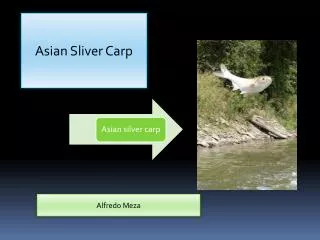 Asian Sliver Carp