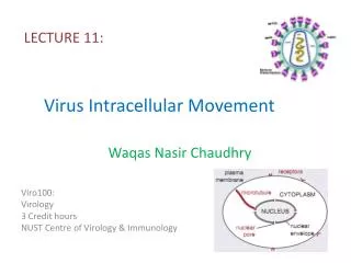 Virus Intracellular M ovement