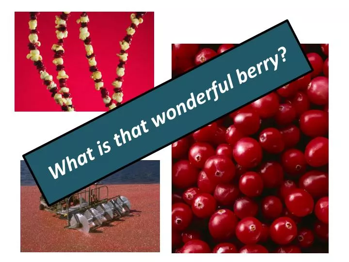 what is that wonderful berry
