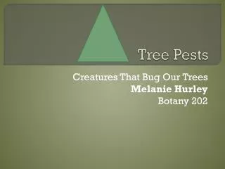 tree pests