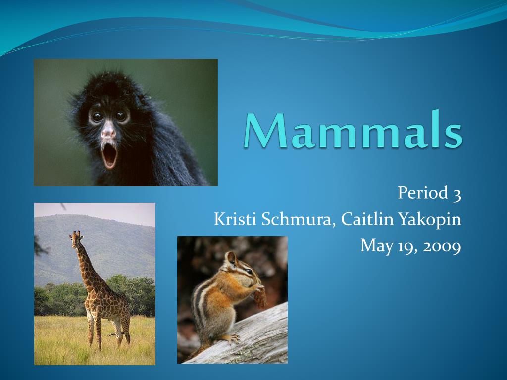 PPT - Mammals PowerPoint Presentation, free download - ID:1912564