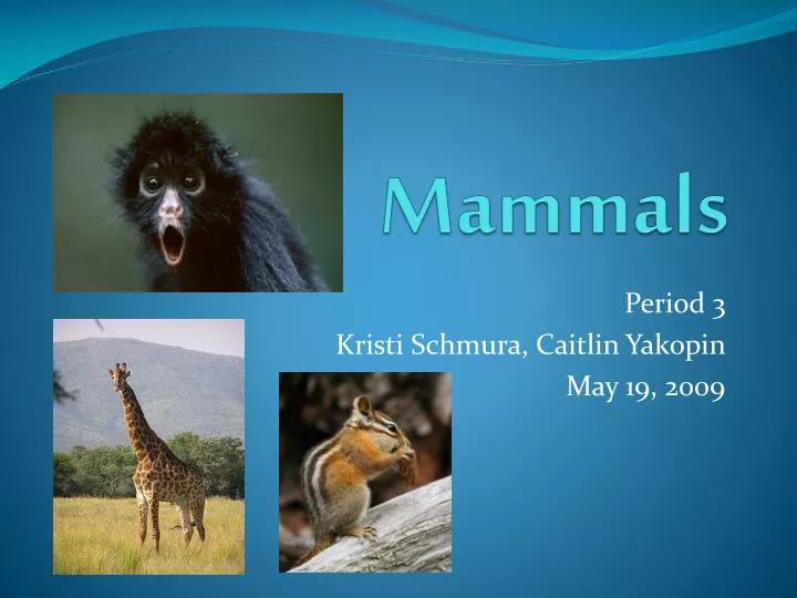 mammals