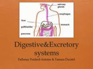 Digestive&amp;Excretory systems