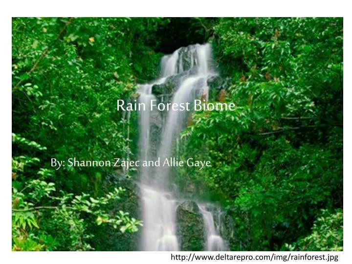 rain forest biome
