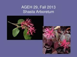 AGEH 29, Fall 2013 Shasta Arboretum