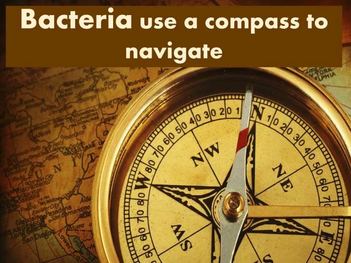 bacteria use a compass to navigate