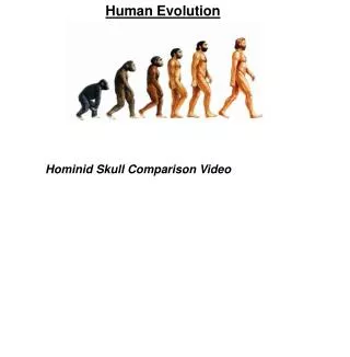 Human Evolution