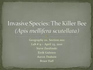 Invasive Species: The Killer Bee ( Apis mellifera scutellata )