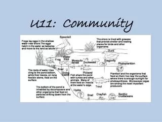 U11: Community