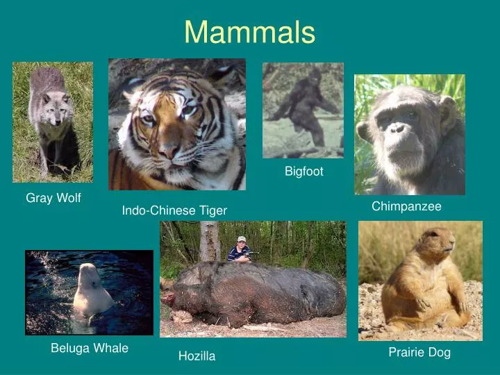 mammals