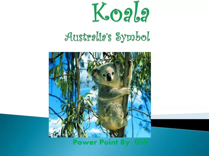 koala australia s symbol