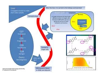 Liver Conjugates steroids to make t hem water soluble