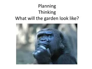 Planning Thinking What will the garden look like?