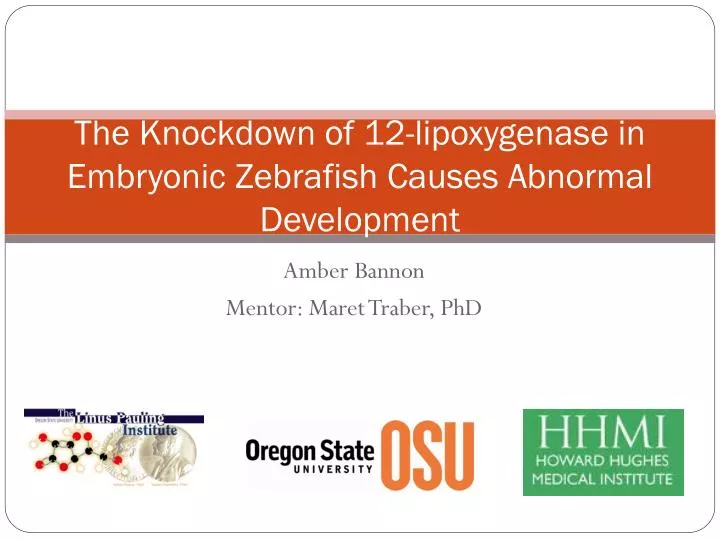 the knockdown of 12 lipoxygenase in embryonic zebrafish causes abnormal development