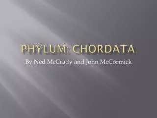 Phylum: Chordata