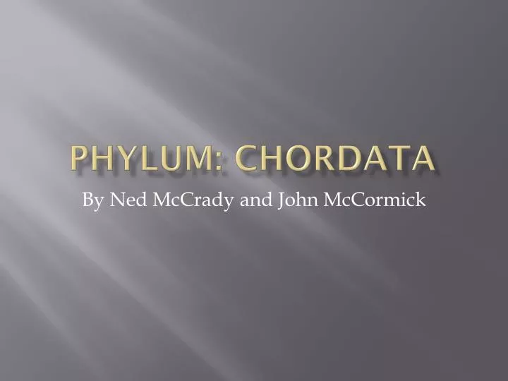 phylum chordata