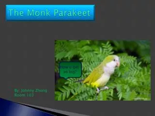 The Monk Parakeet