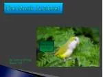 The Monk Parakeet - slide 1