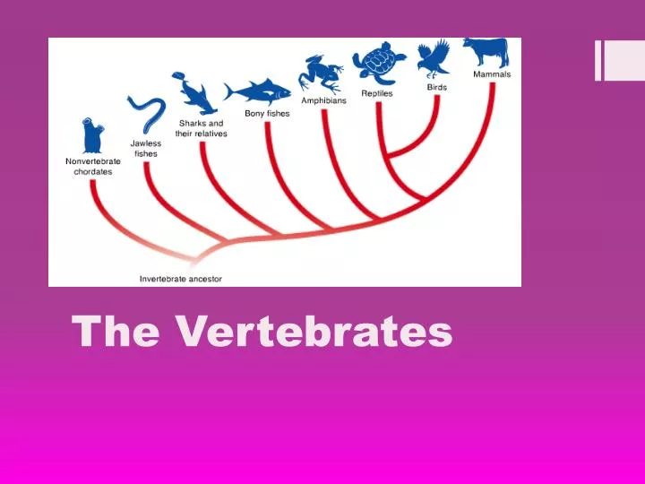 the vertebrates
