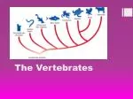 PPT - The 5 Classes Of Vertebrates PowerPoint Presentation, Free ...