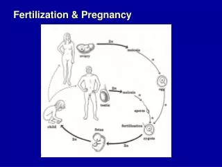 Fertilization &amp; Pregnancy