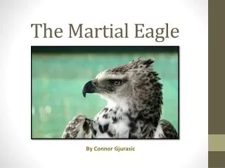 The M artial Eagle