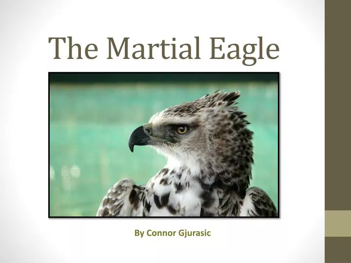 the m artial eagle