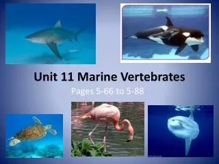 Unit 11 Marine Vertebrates