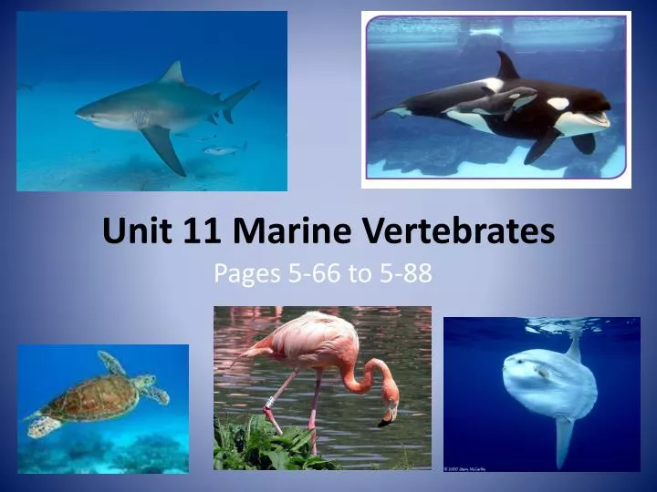 unit 11 marine vertebrates