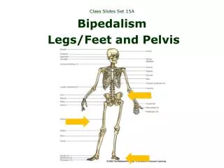 Class Slides Set 15A Bipedalism Legs/Feet and Pelvis