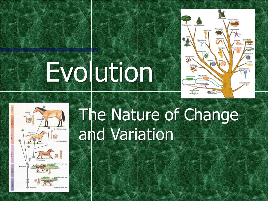 PPT - Evolution PowerPoint Presentation, free download - ID:1914587