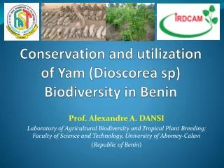 Conservation and utilization of Yam (Dioscorea sp) Biodiversity in Benin