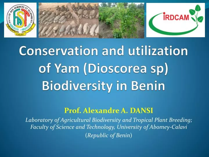 conservation and utilization of yam dioscorea sp biodiversity in benin