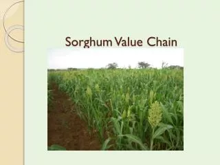 Sorghum Value Chain